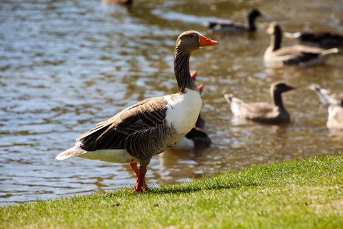 Geese Gees
