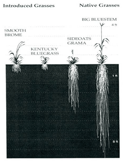 grasses
